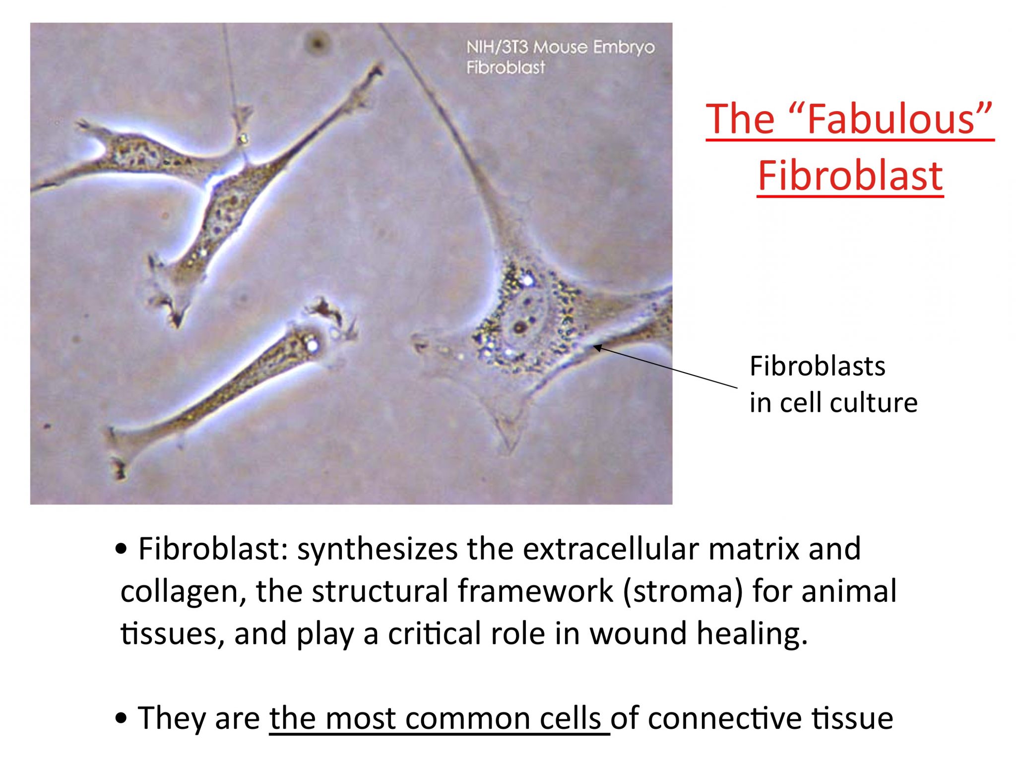 The Fabulous Fibroblast